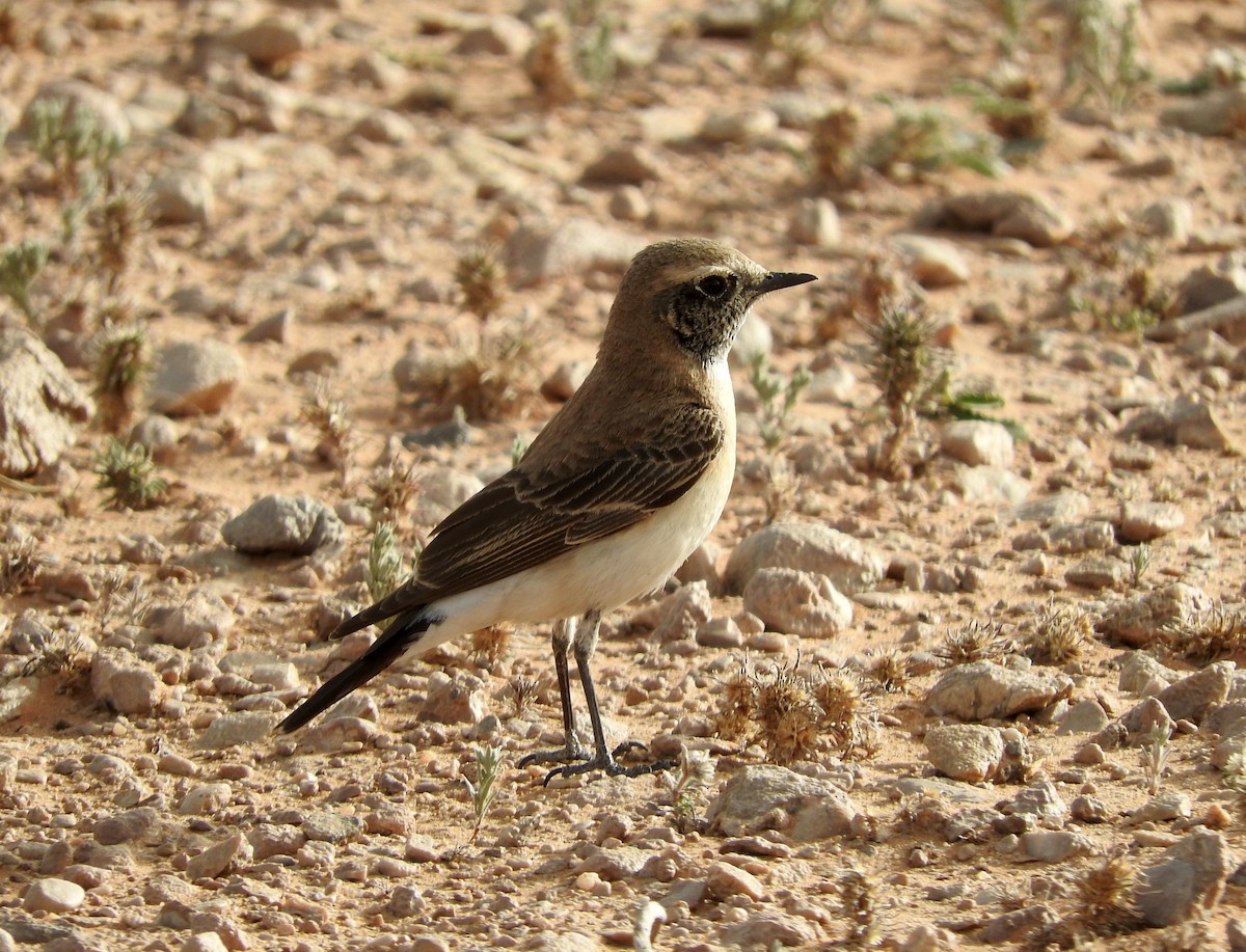 Pied Wheatear - ML145596271