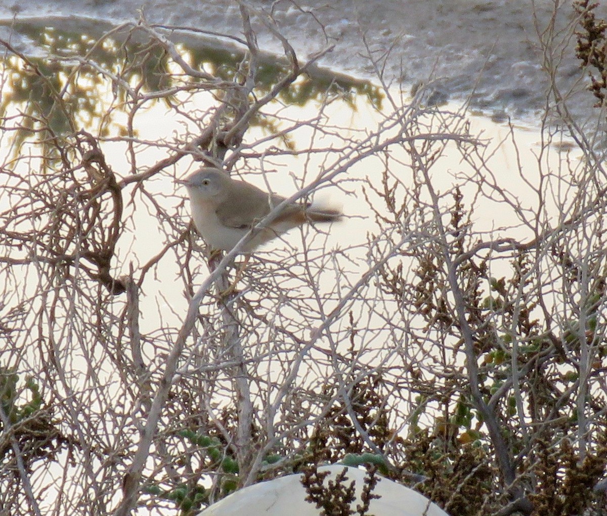 Asian Desert Warbler - ML145597721