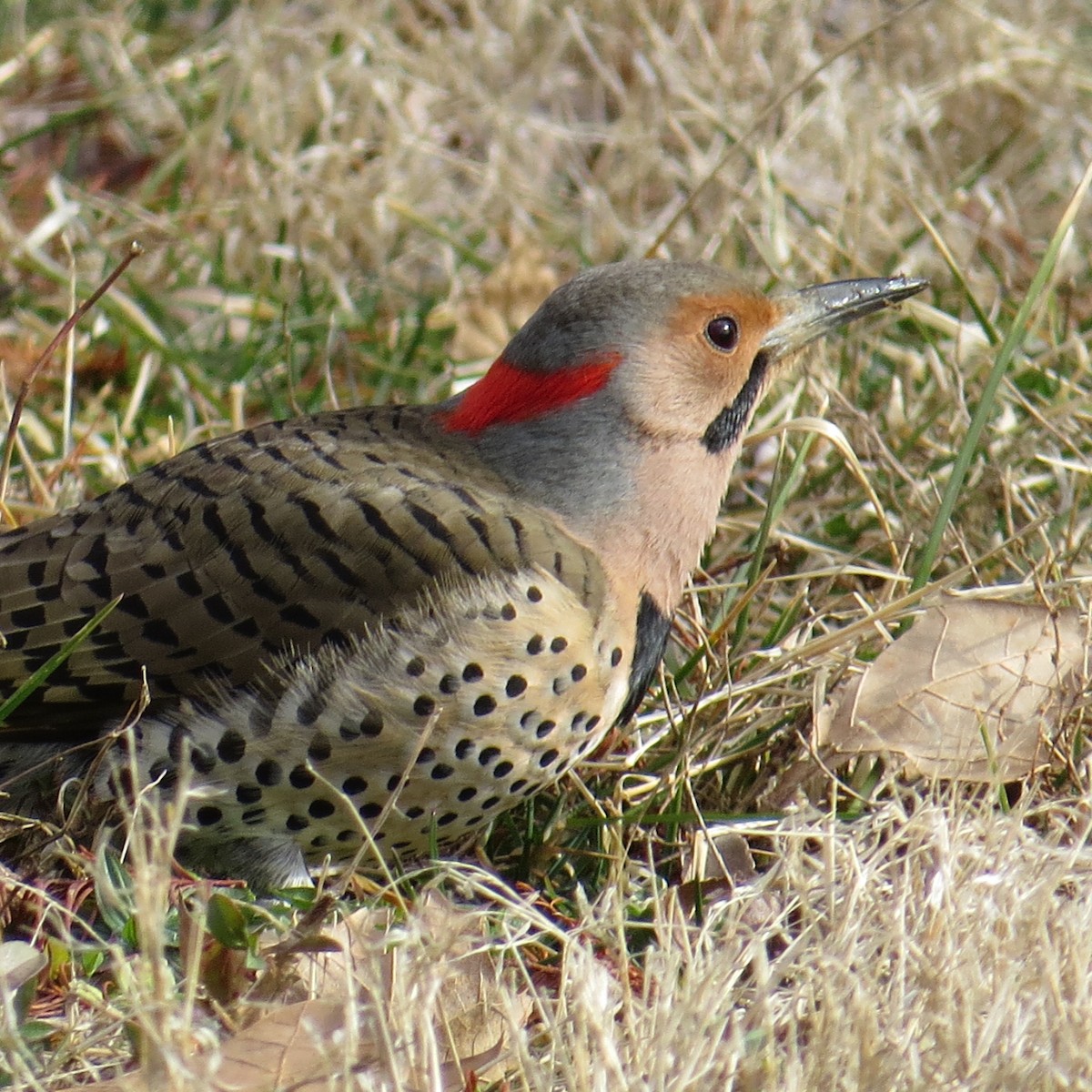 Northern Flicker - ML145598341