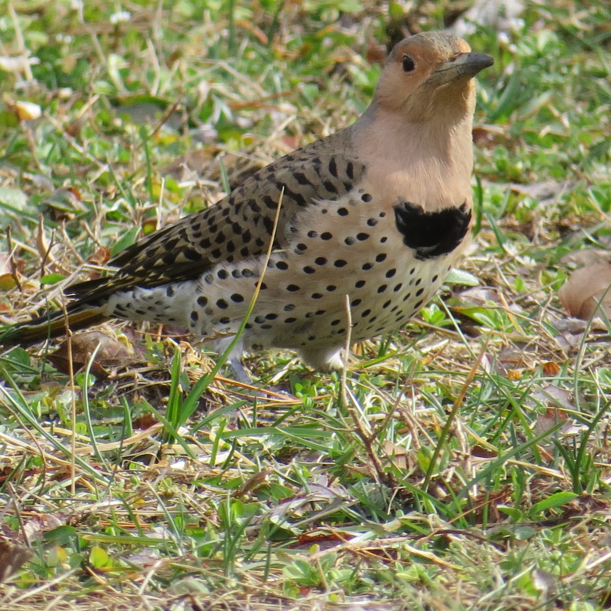 Northern Flicker - ML145598361