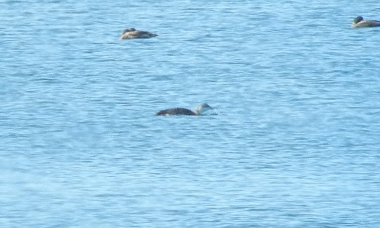 Red-throated Loon - Peter Ruprecht