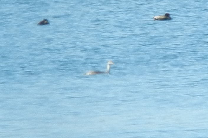 Red-throated Loon - ML145599401