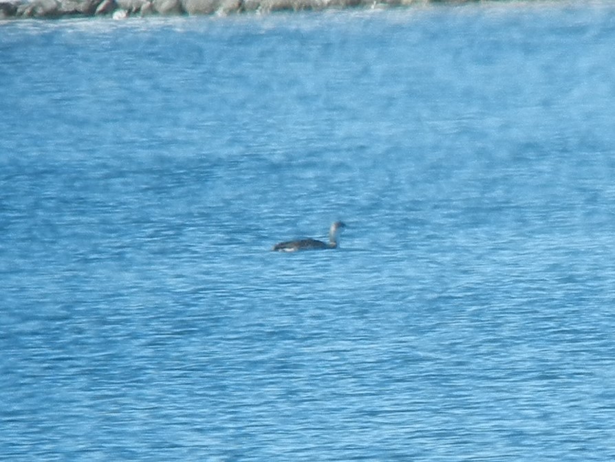 Red-throated Loon - Peter Ruprecht