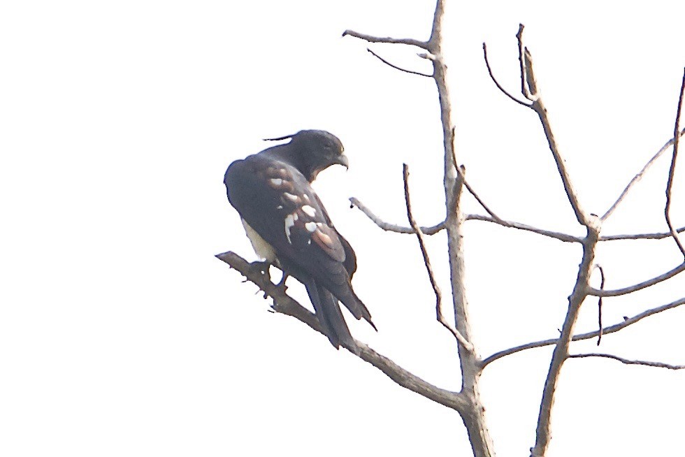 Black Baza - Snehasis Sinha