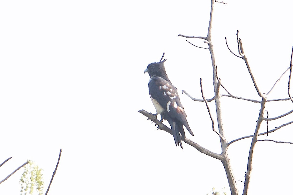 Black Baza - Snehasis Sinha