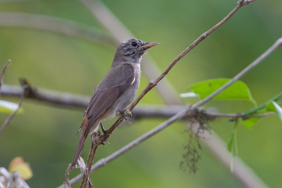 Rusty-tailed Flycatcher - ML145600031