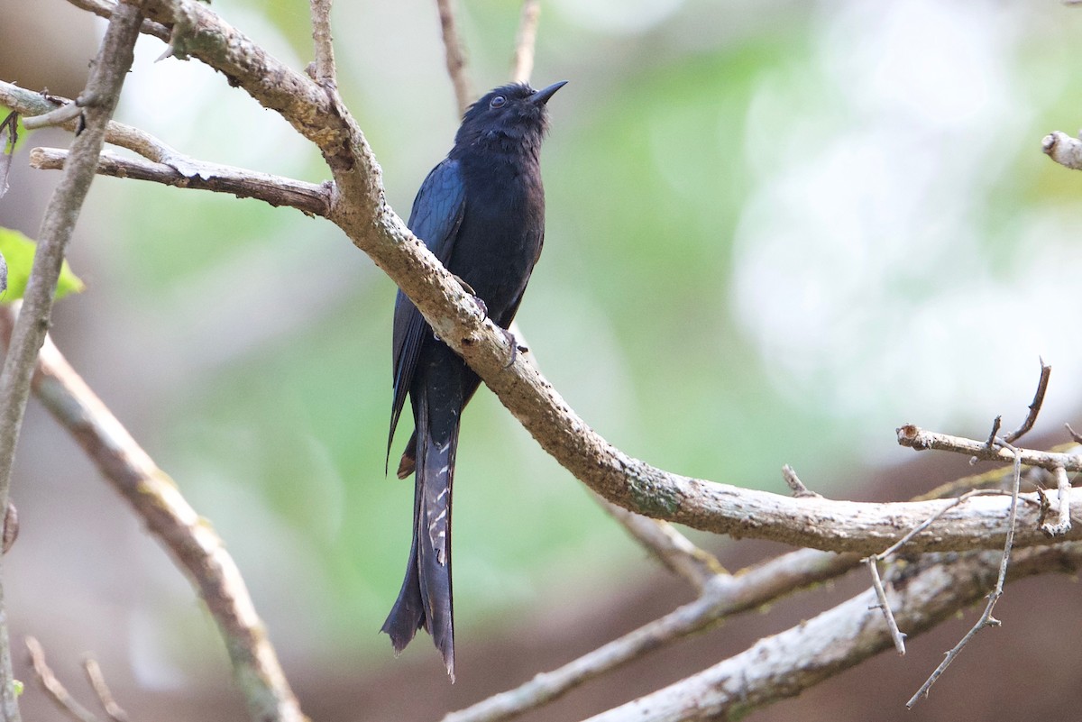 Fork-tailed Drongo-Cuckoo - ML145600151