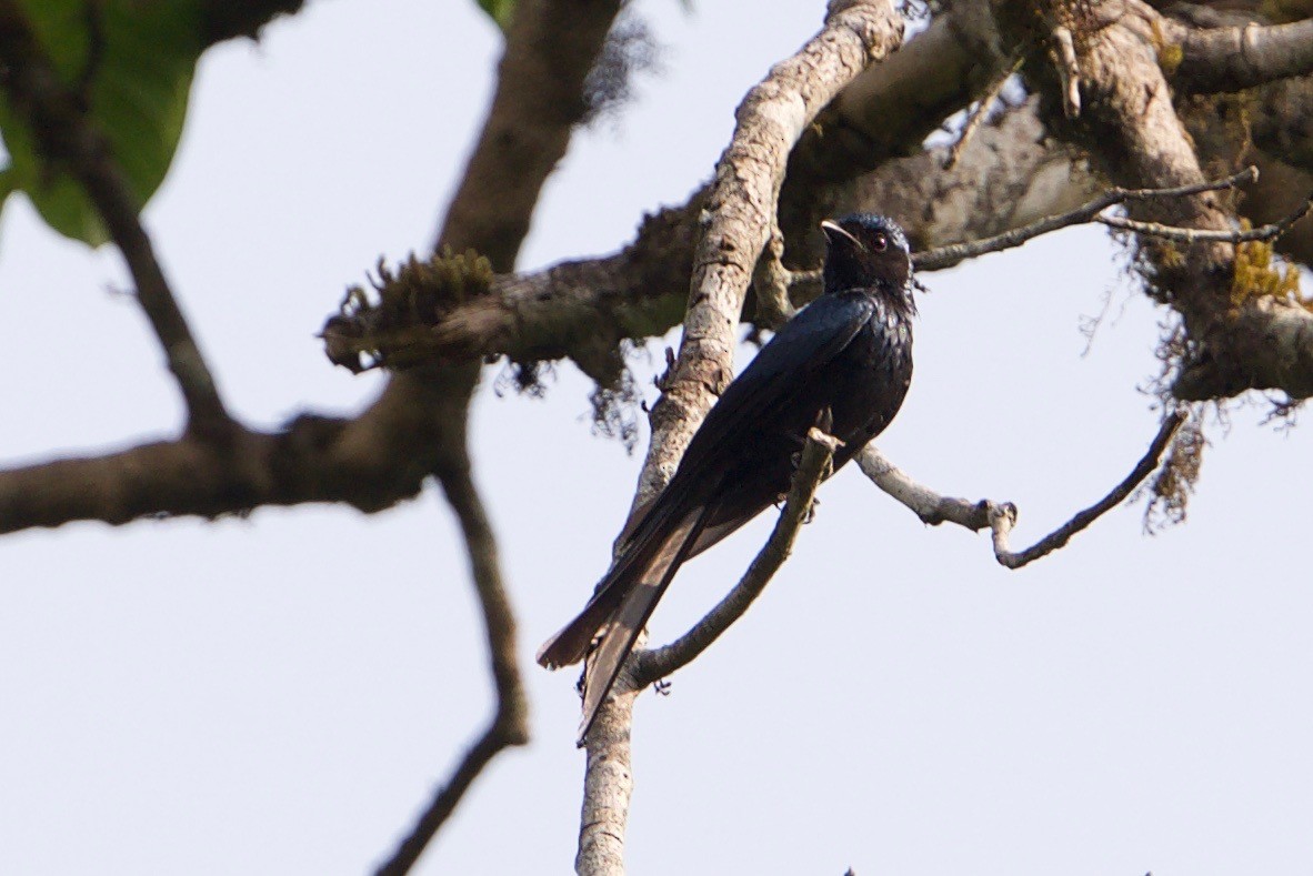 Bronzed Drongo - ML145600421