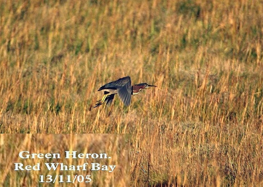 Green Heron - Peter Turner