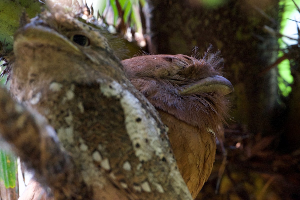 Sri Lanka Frogmouth - ML145600611