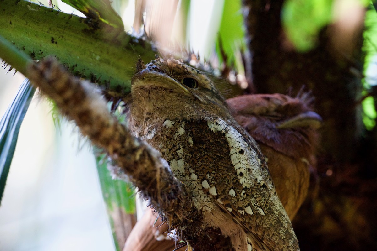 Sri Lanka Frogmouth - ML145600741