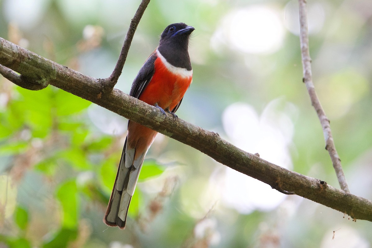 Malabar Trogon - Snehasis Sinha