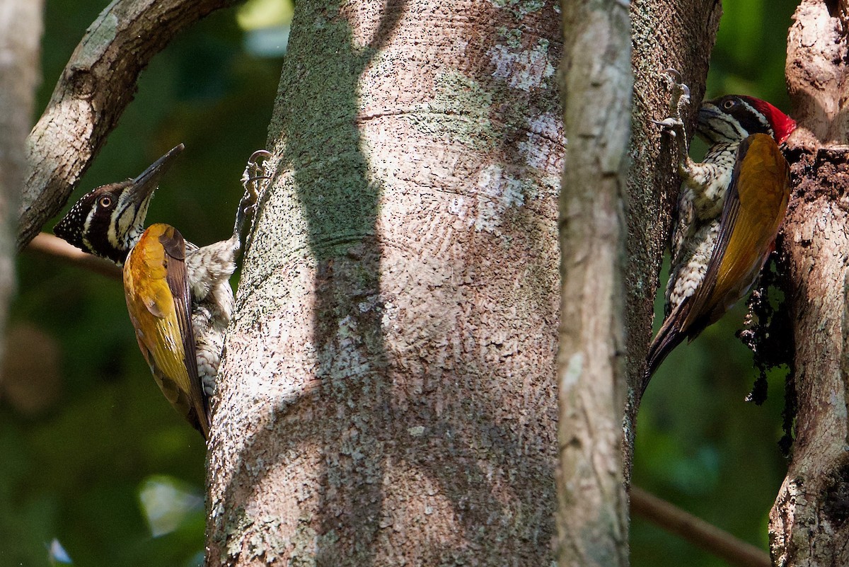 Malabar Flameback - ML145600991