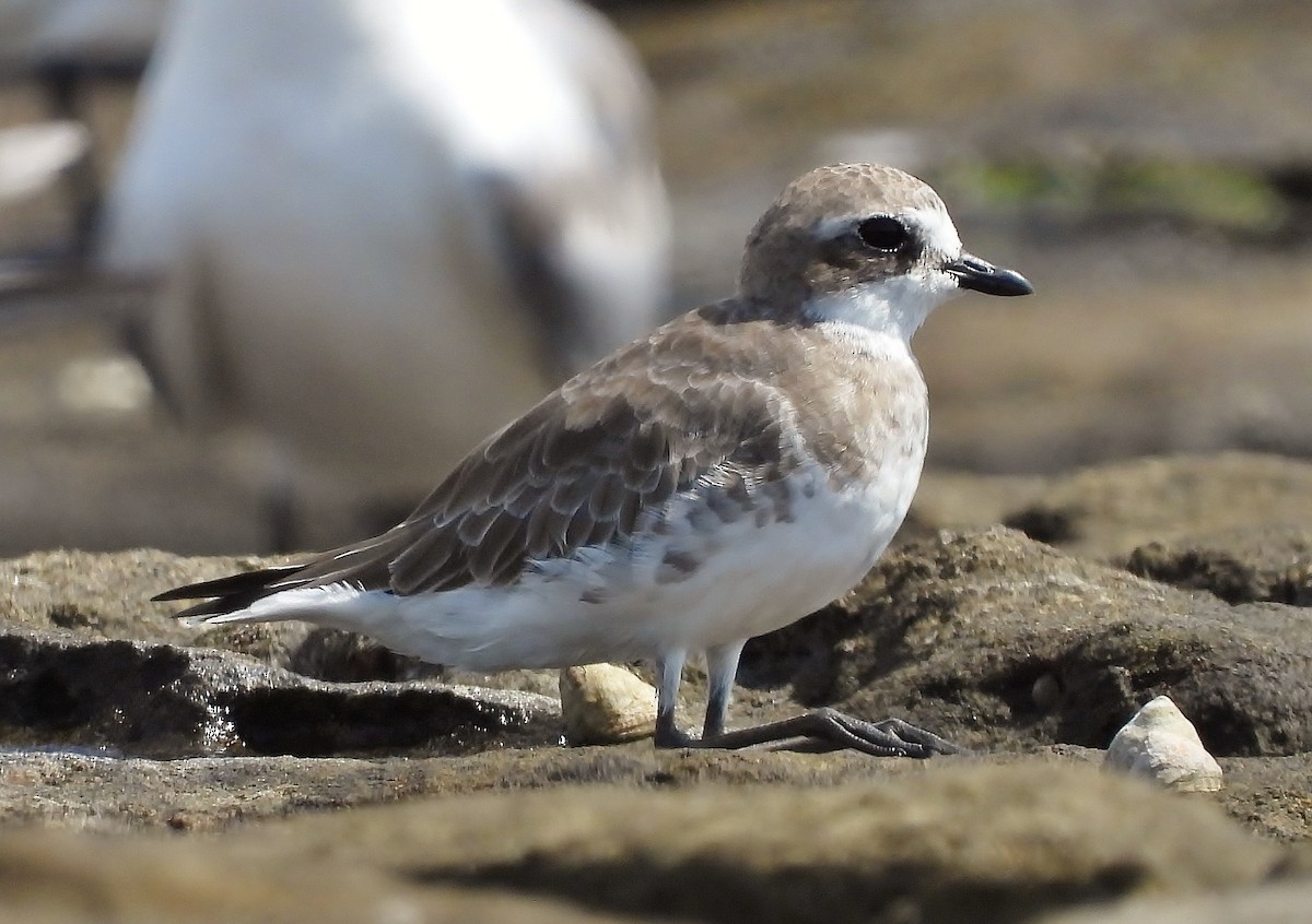 Siberian Sand-Plover - ML145603171