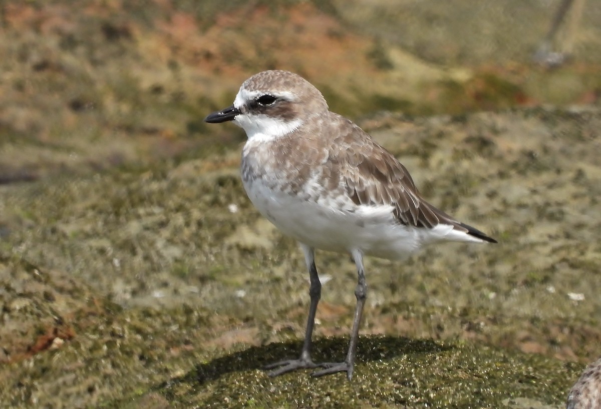 Siberian Sand-Plover - ML145603181