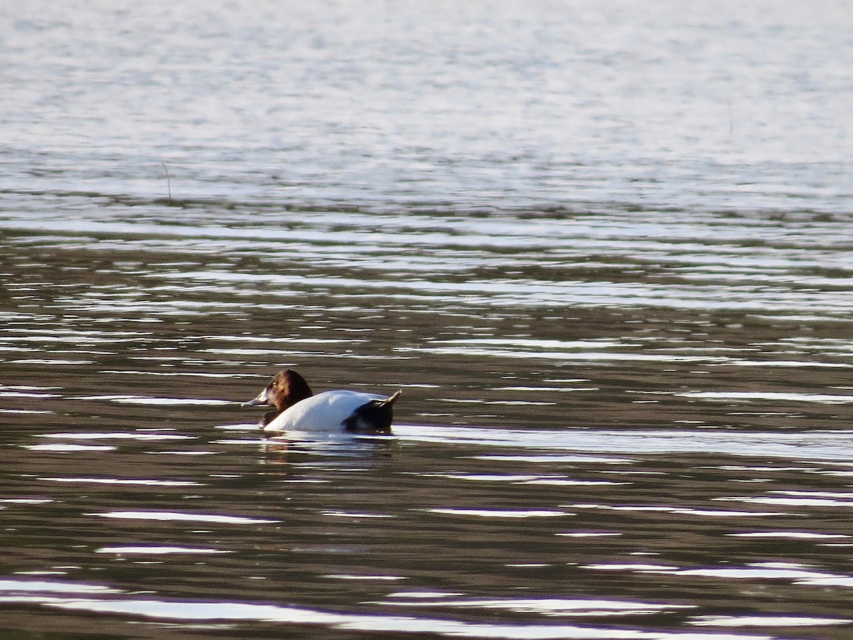 Canvasback - ML145604551