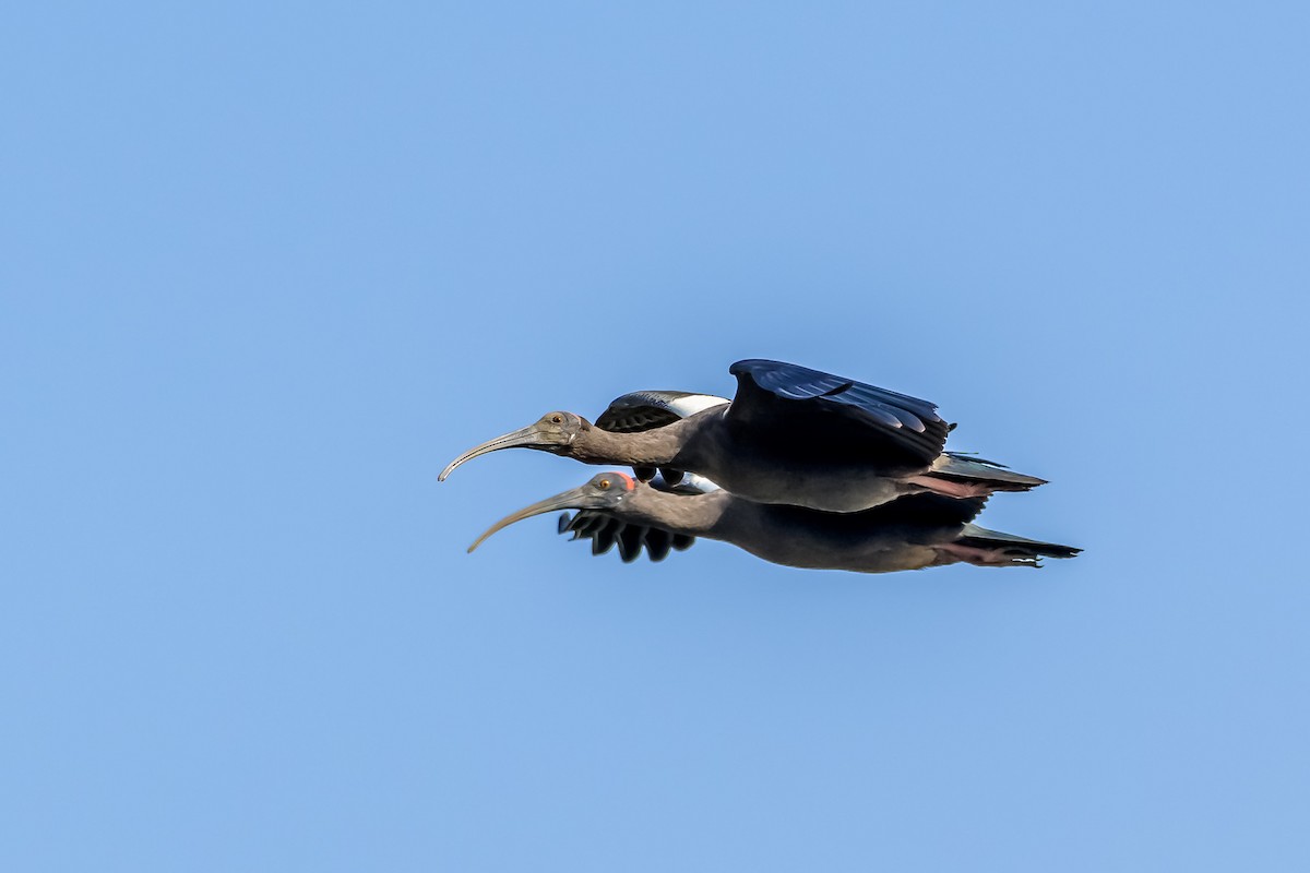 Red-naped Ibis - Nitin Chandra