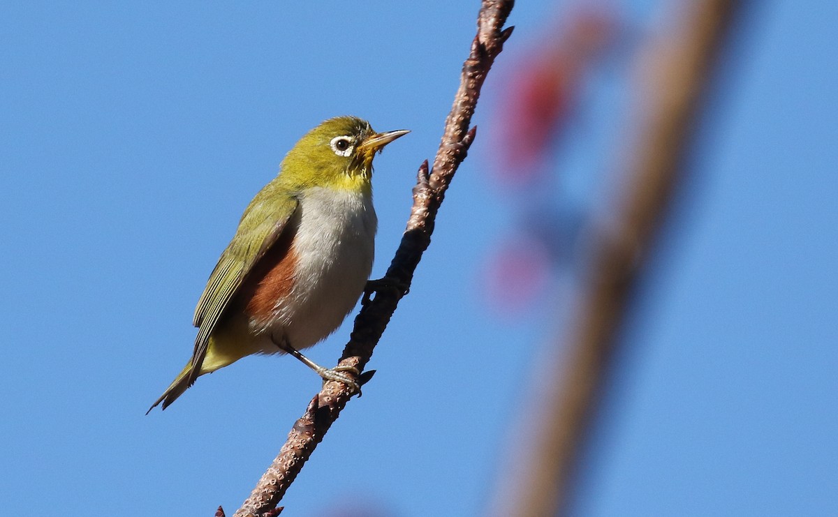 Chestnut-flanked White-eye - Alex Berryman