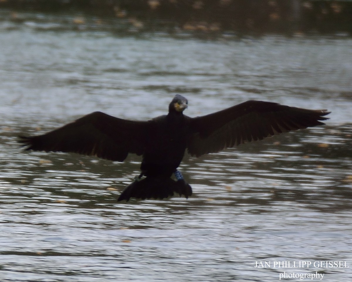 Great Cormorant - ML145608361