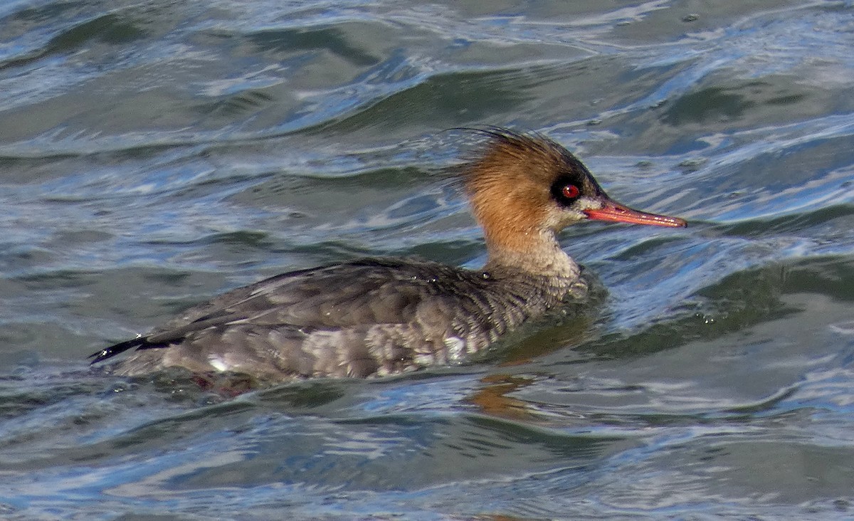 Red-breasted Merganser - Michael Waldron