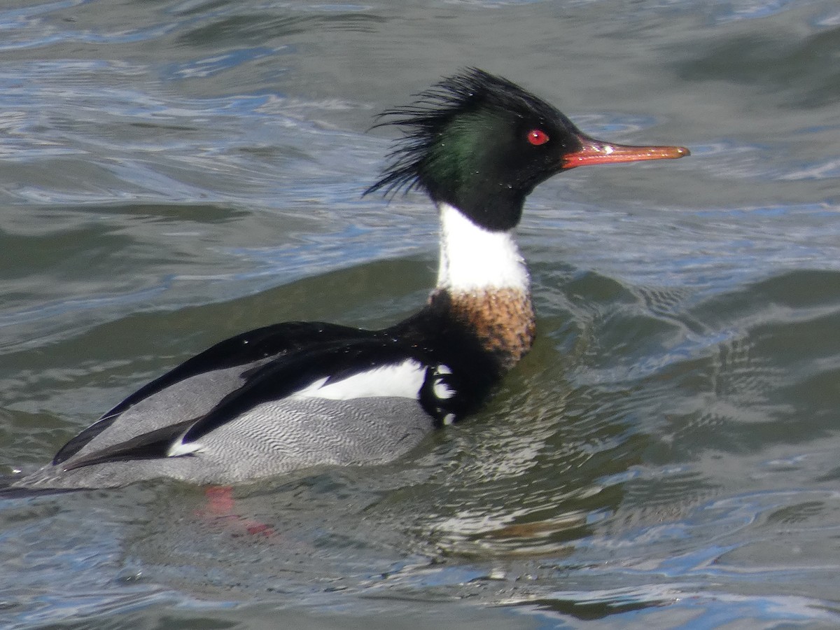 Red-breasted Merganser - ML145609111