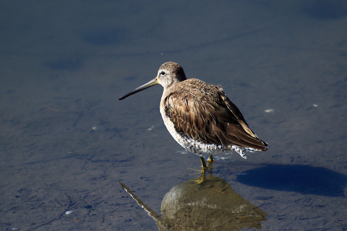 Long-billed Dowitcher - ML145609191