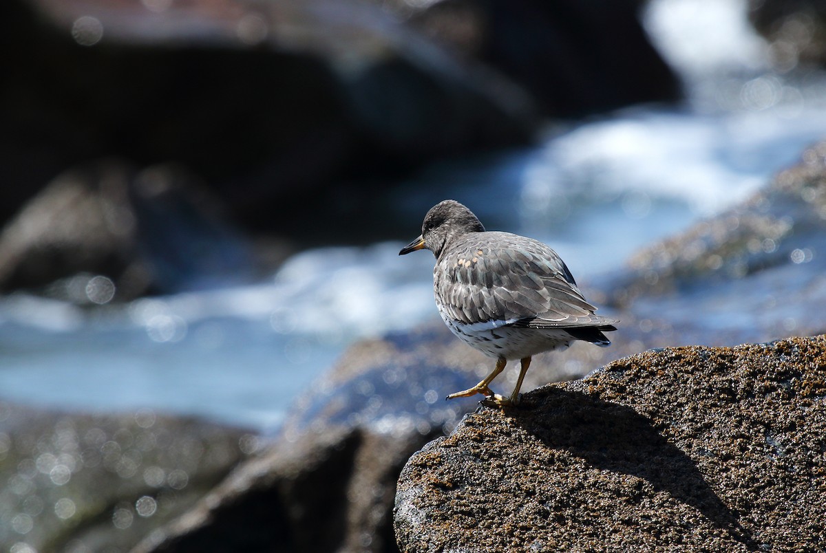 Surfbird - ML145609521