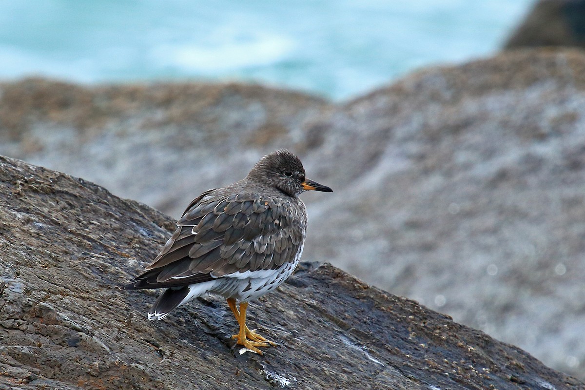 Surfbird - ML145609531