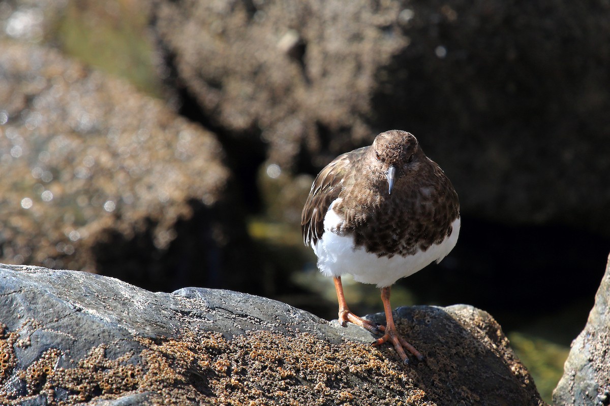 Black Turnstone - ML145609631