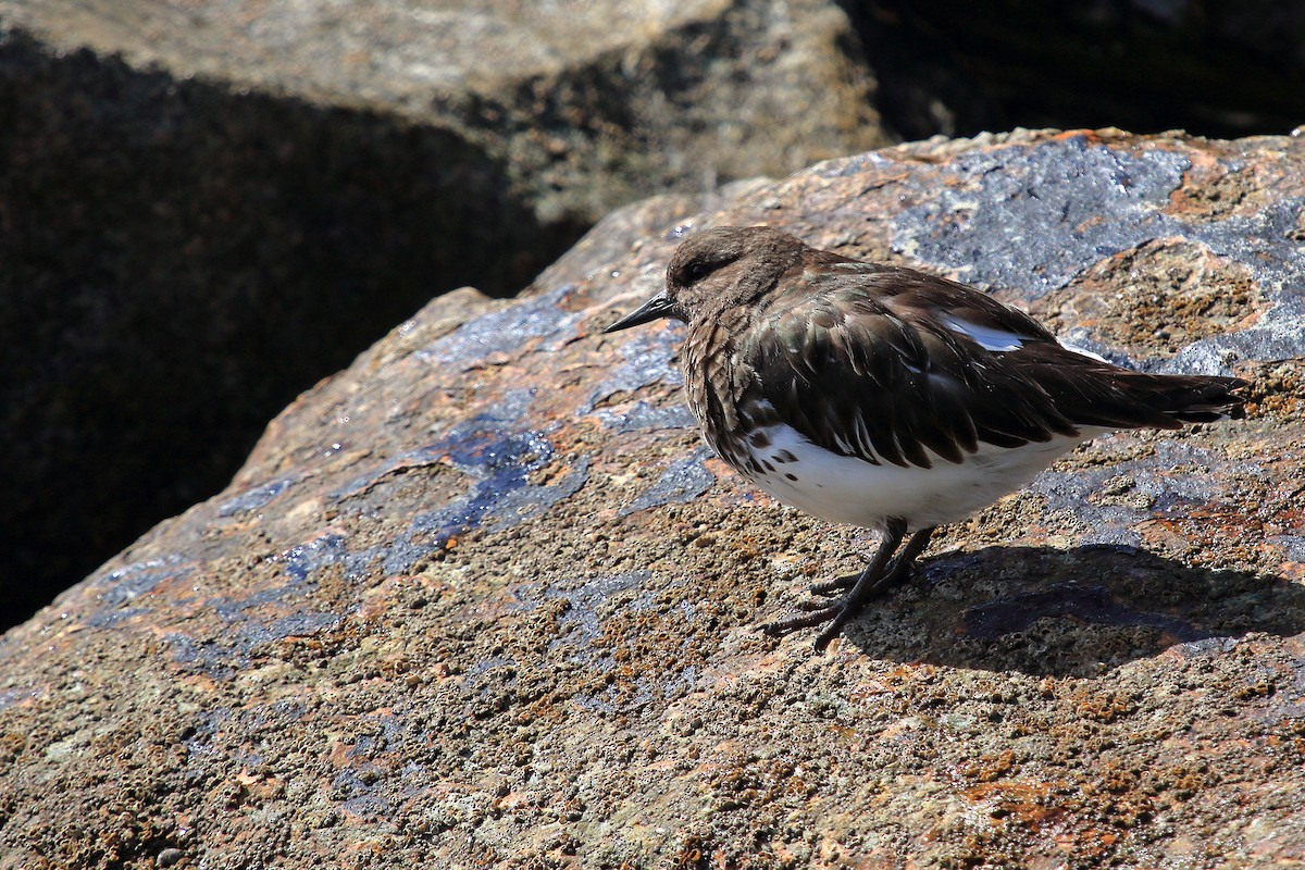 Black Turnstone - ML145609671