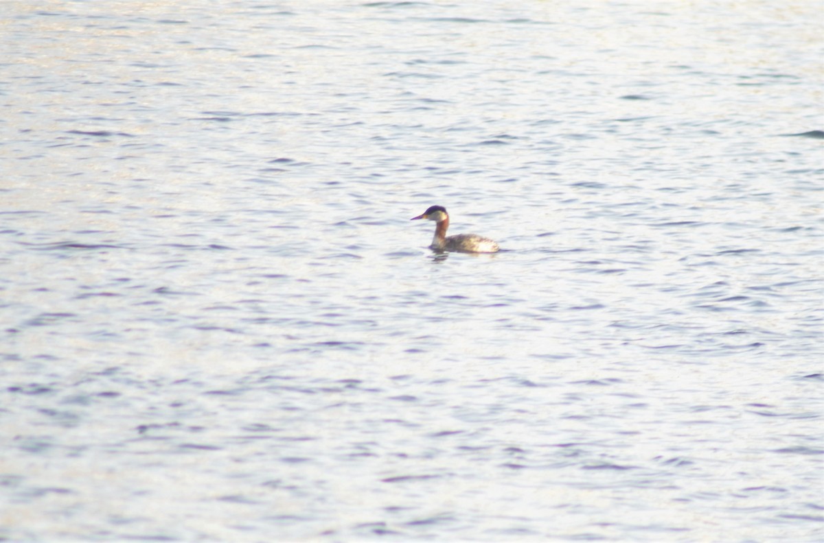 Red-necked Grebe - ML145610621