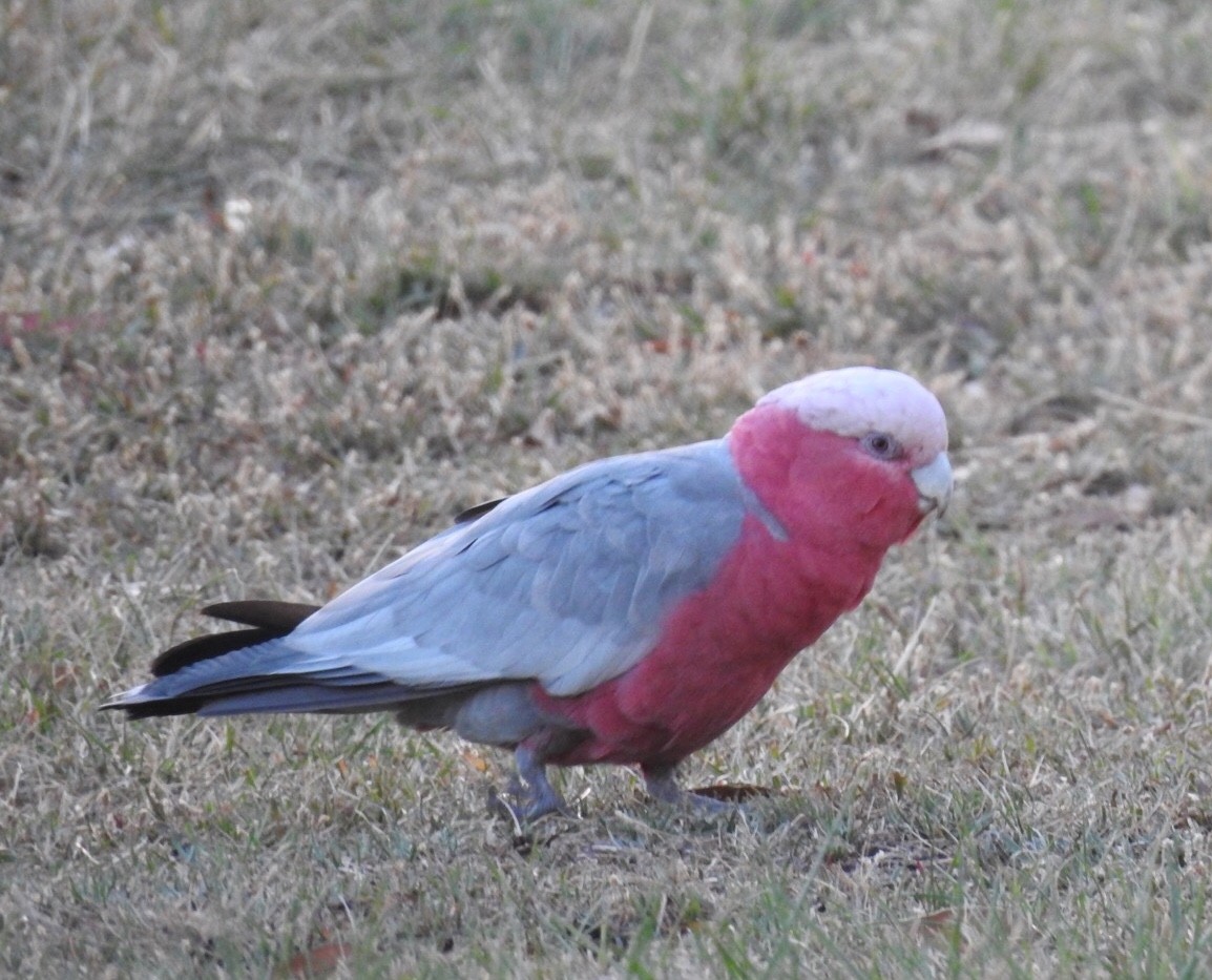 Cacatúa Galah - ML145611481