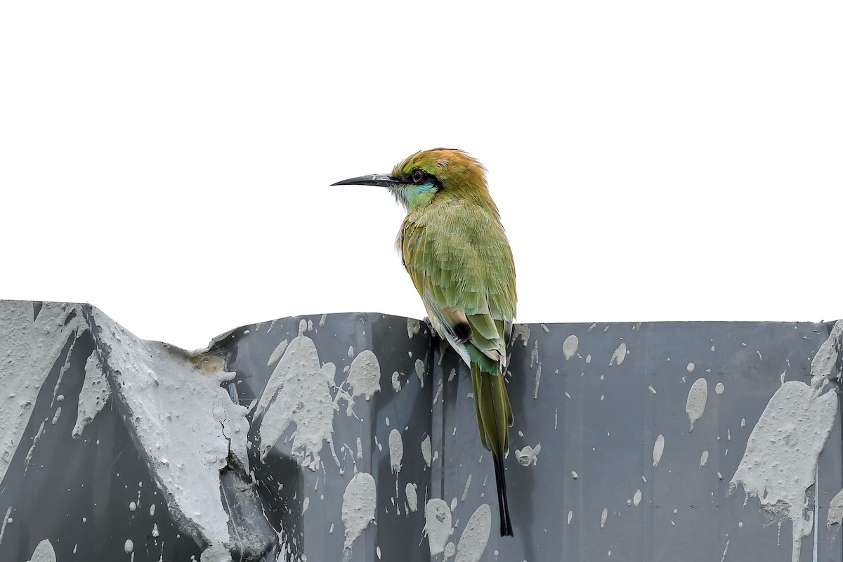 Asian Green Bee-eater - ML145611511