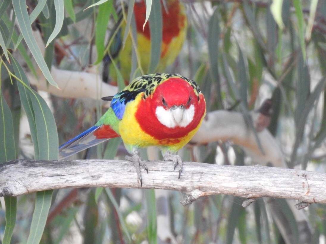 Eastern Rosella - Iñigo Mazkiaran