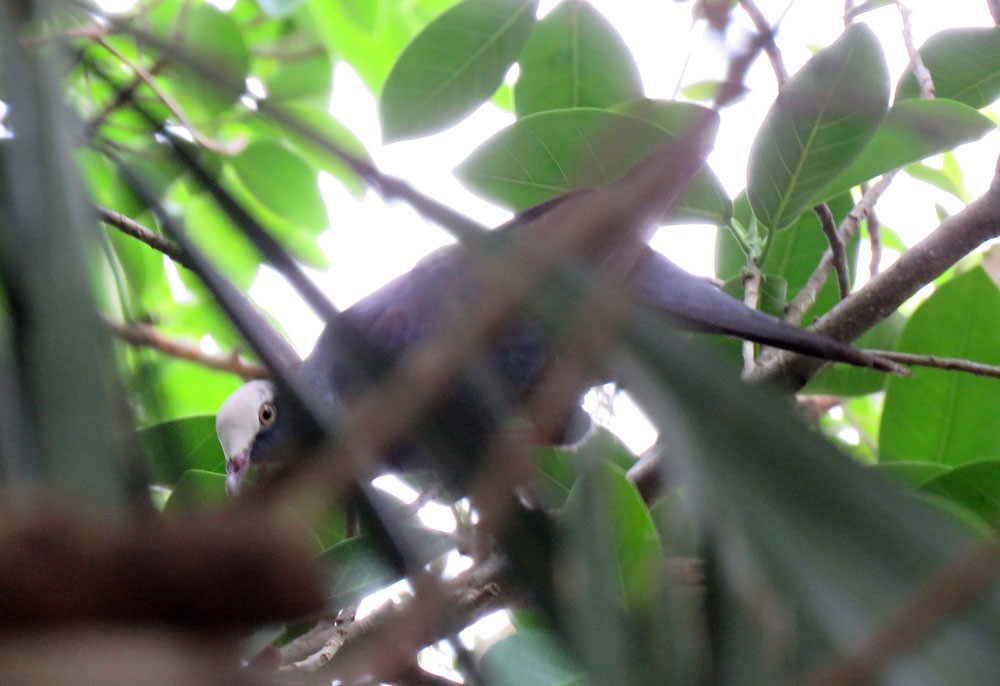 White-crowned Pigeon - Gael Silverblatt