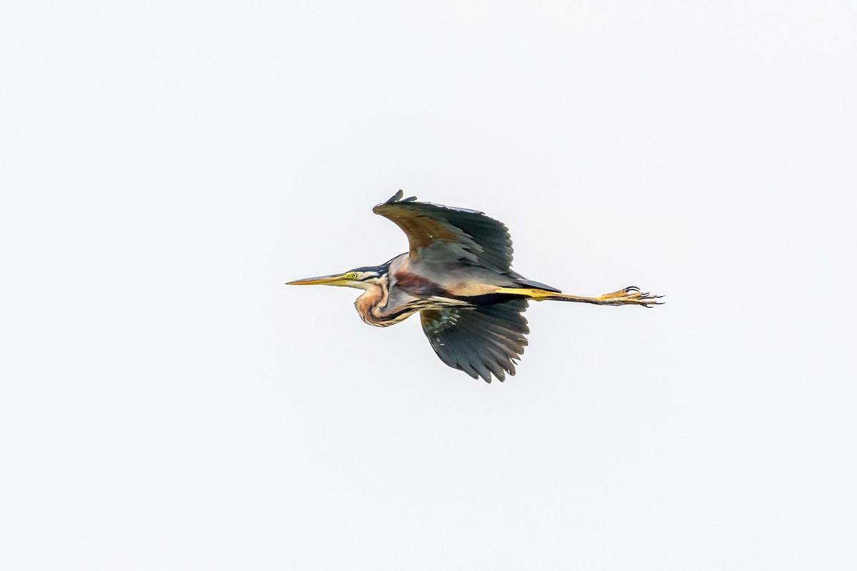 Purple Heron - ML145613101