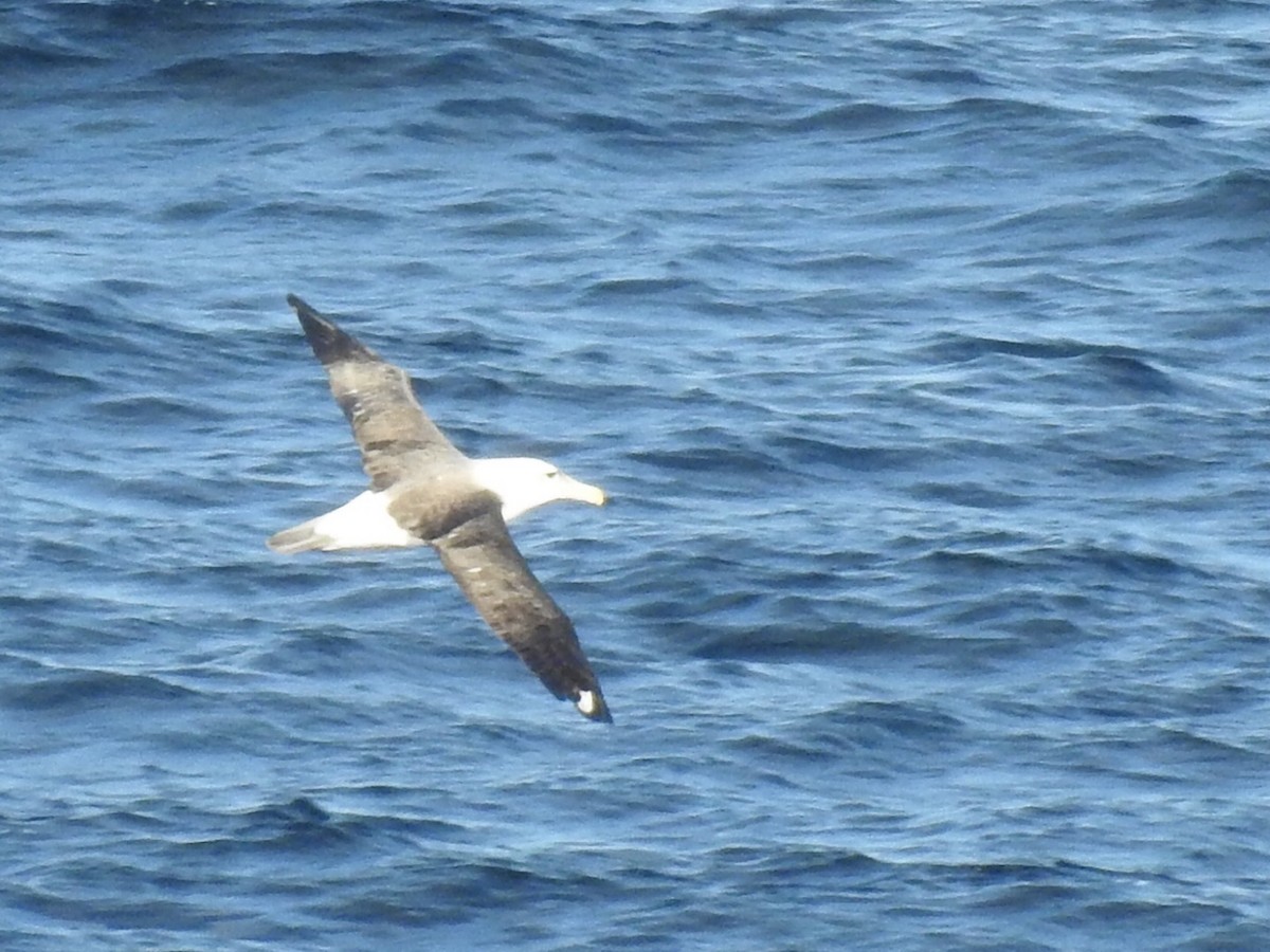 Albatros Cauto - ML145613221