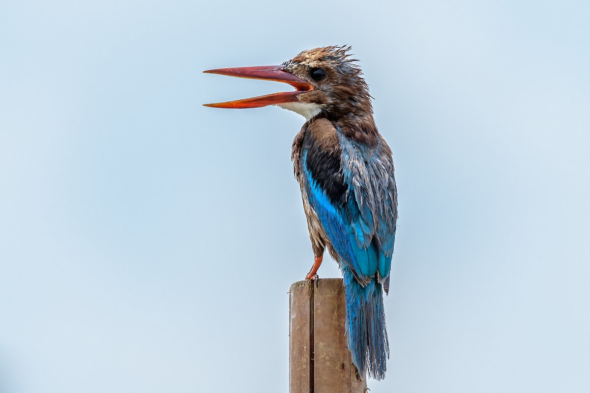 White-throated Kingfisher - ML145613621