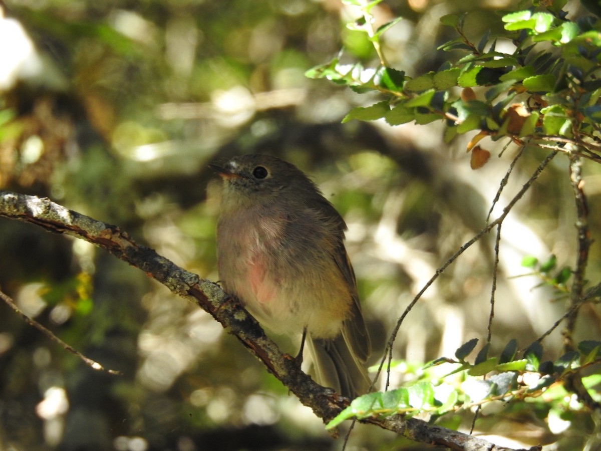 Pink Robin - ML145613901