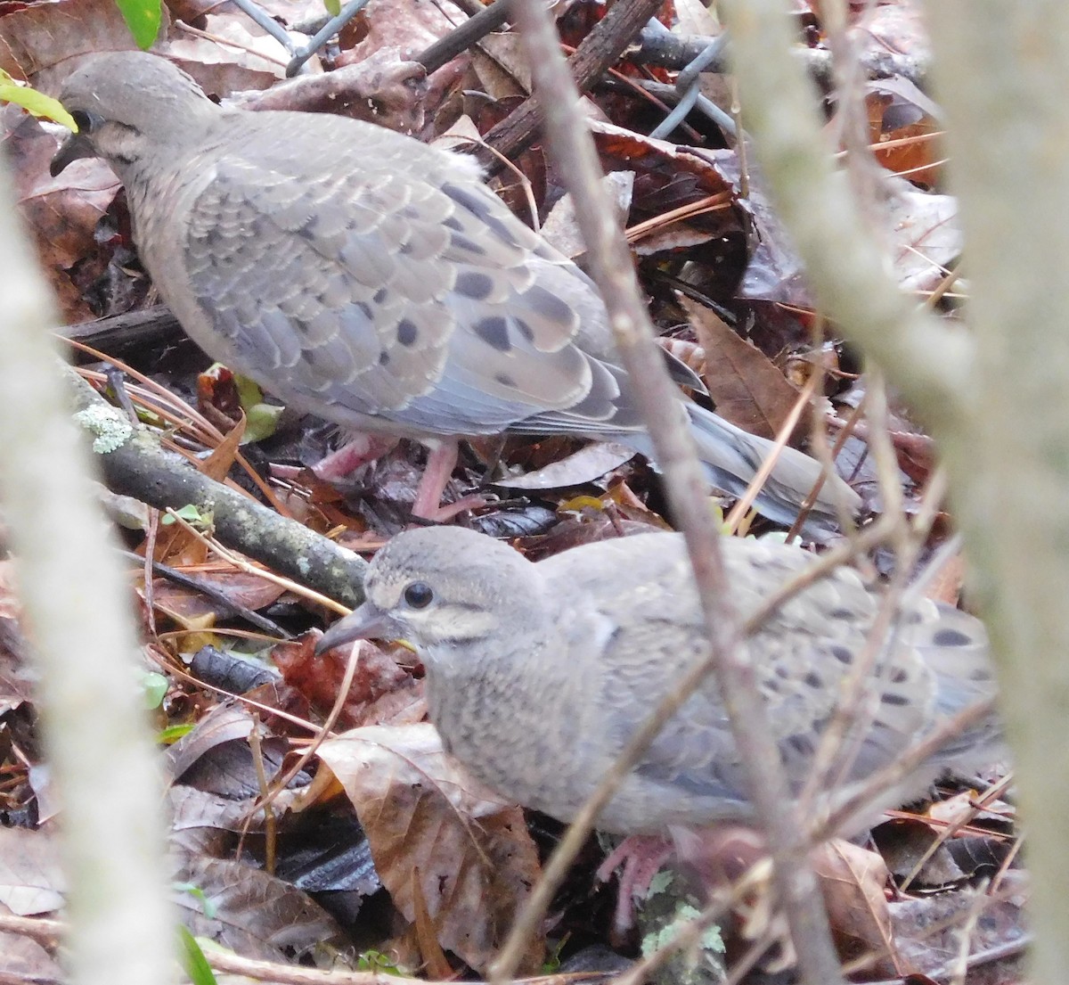 Mourning Dove - LynnErla Beegle