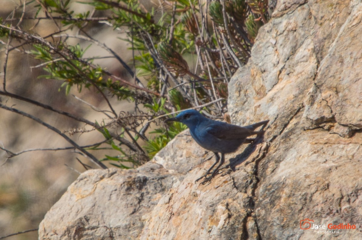 Blue Rock-Thrush - José Godinho