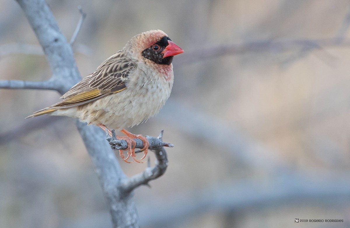 Red-billed Quelea - Rogério Rodrigues