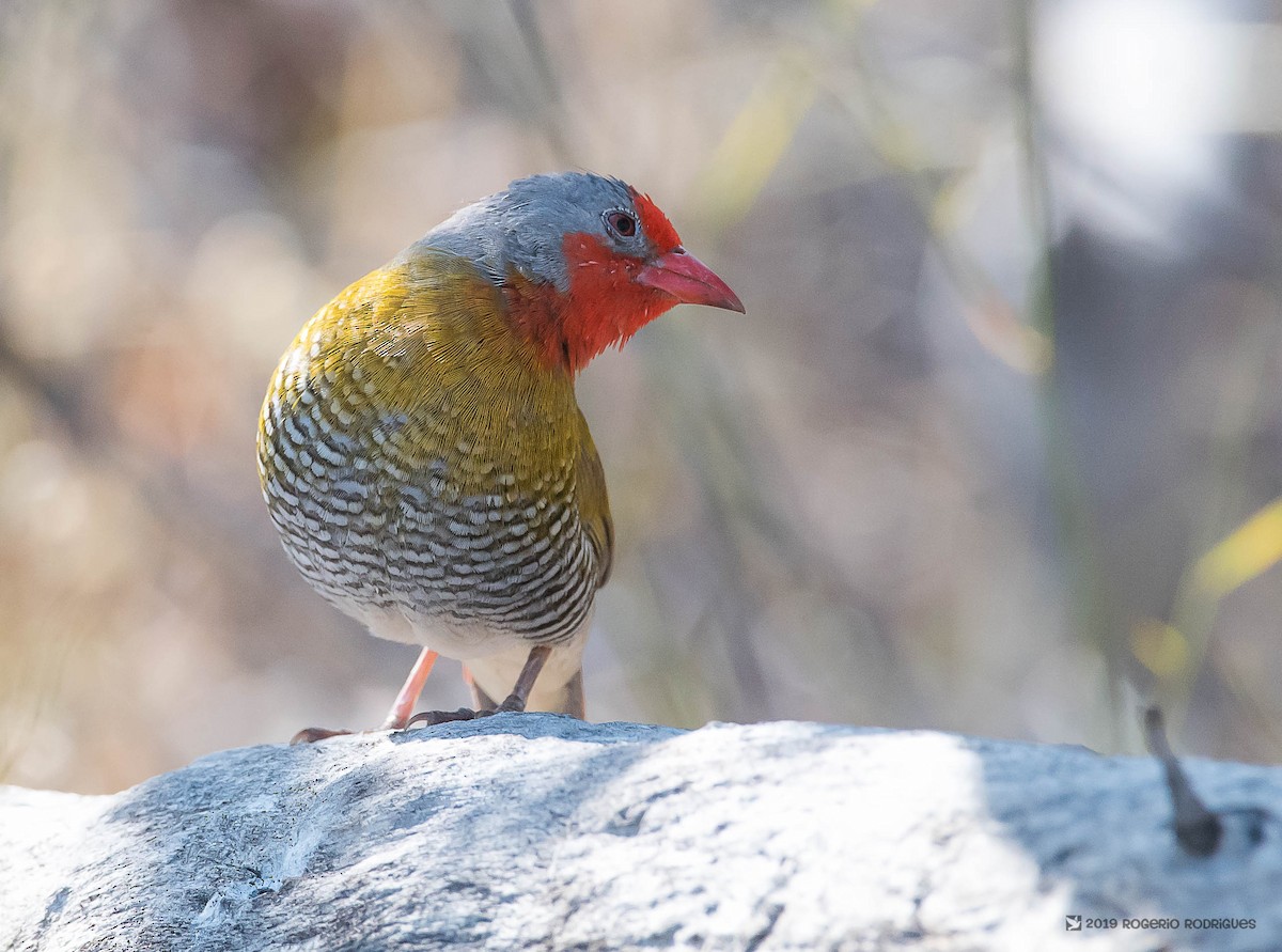 Green-winged Pytilia - ML145618161