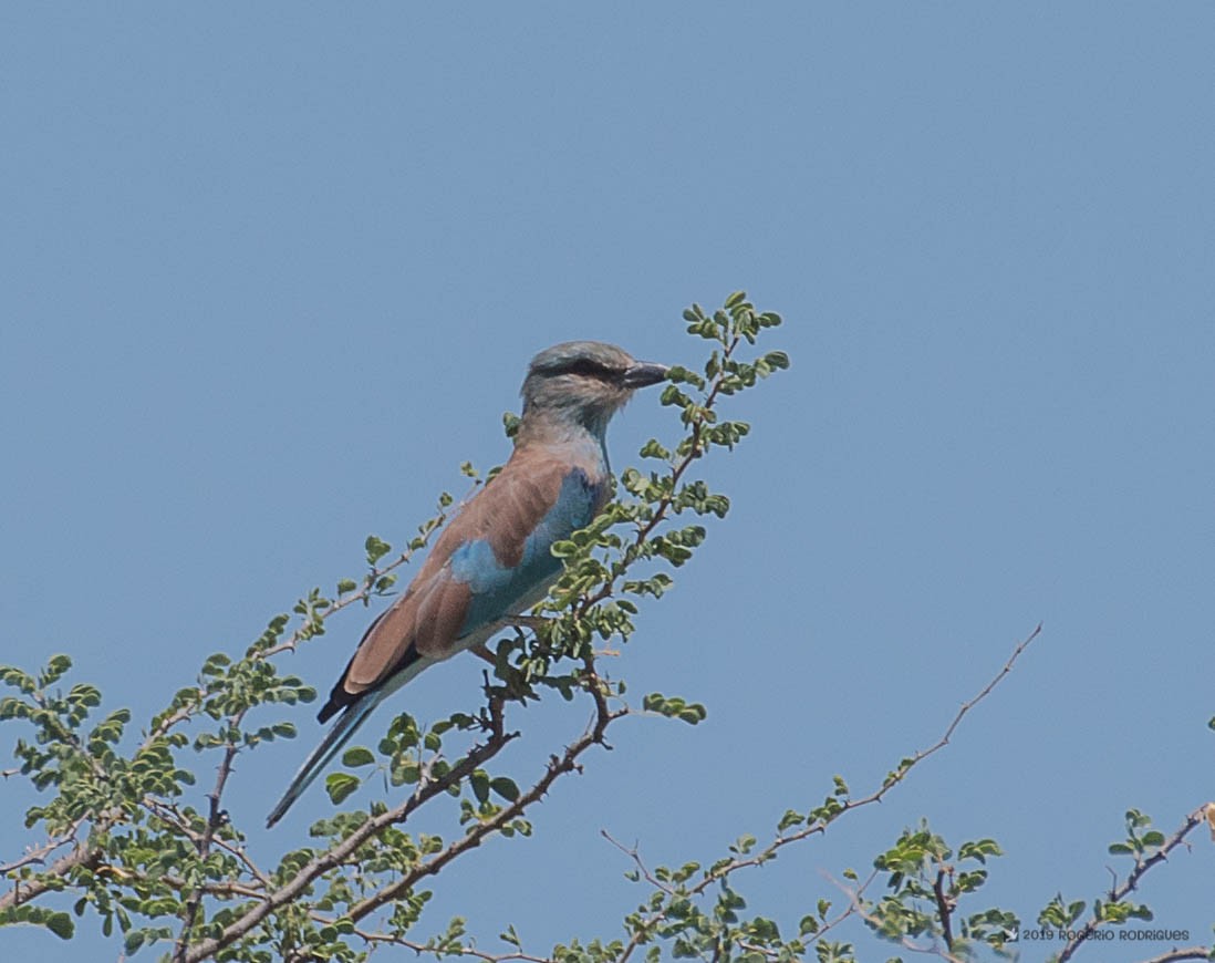 European Roller - Rogério Rodrigues