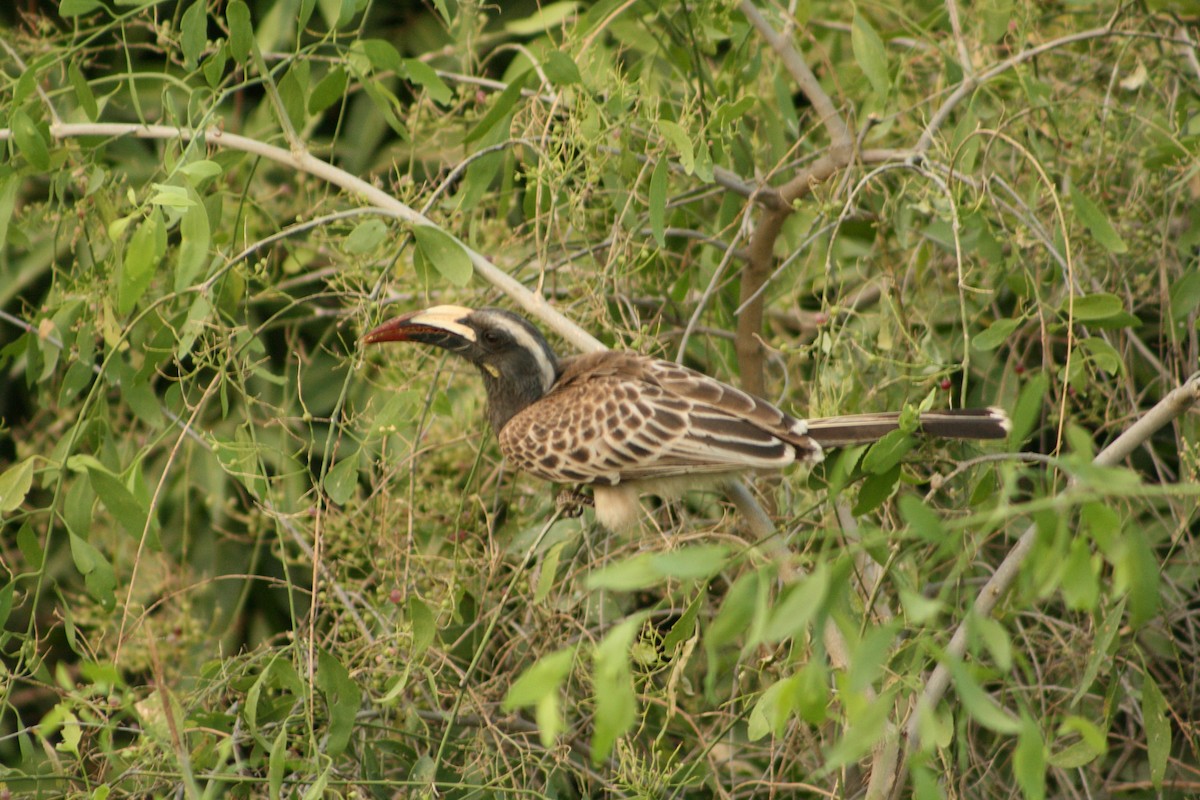 African Gray Hornbill - ML145618721