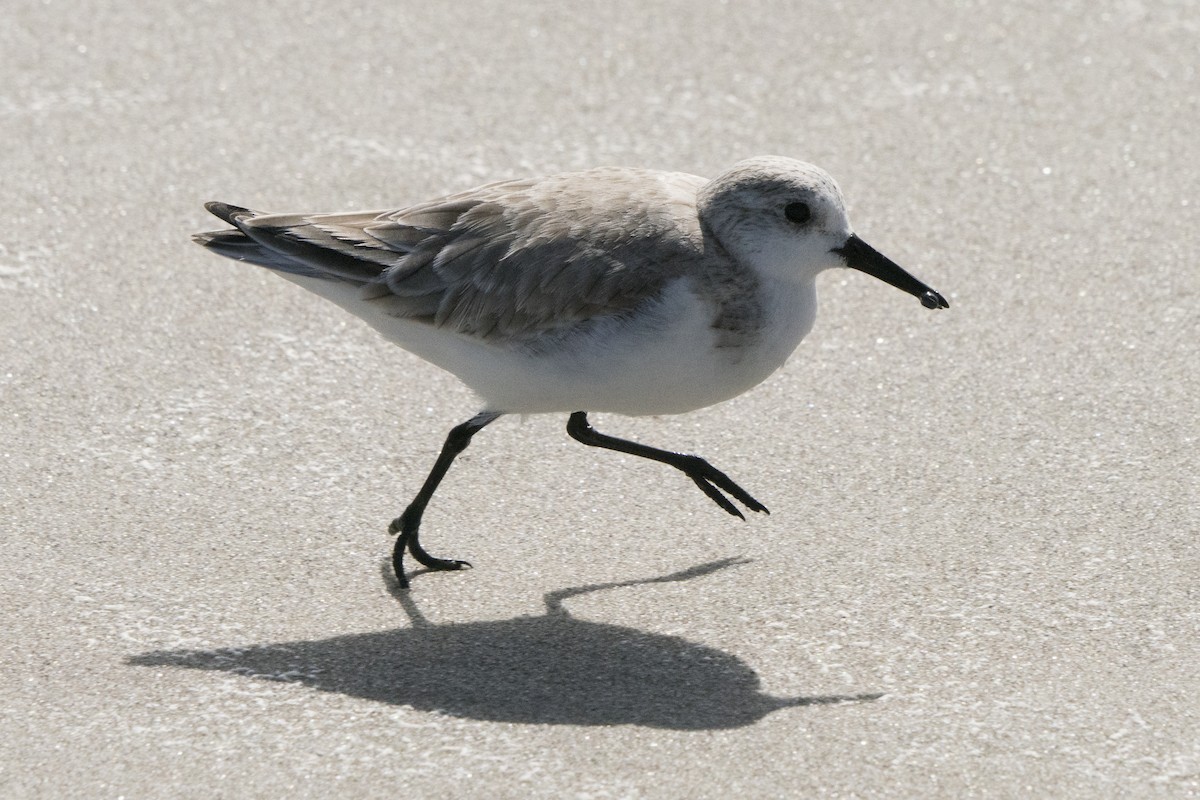 Sanderling - ML145619031