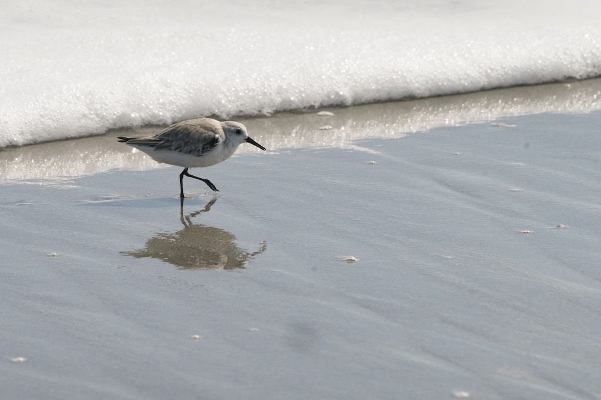 Sanderling - ML145619061