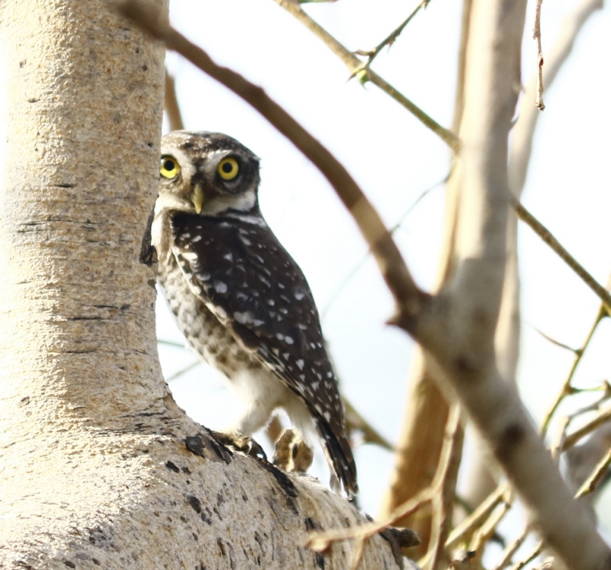 Spotted Owlet - ML145621531