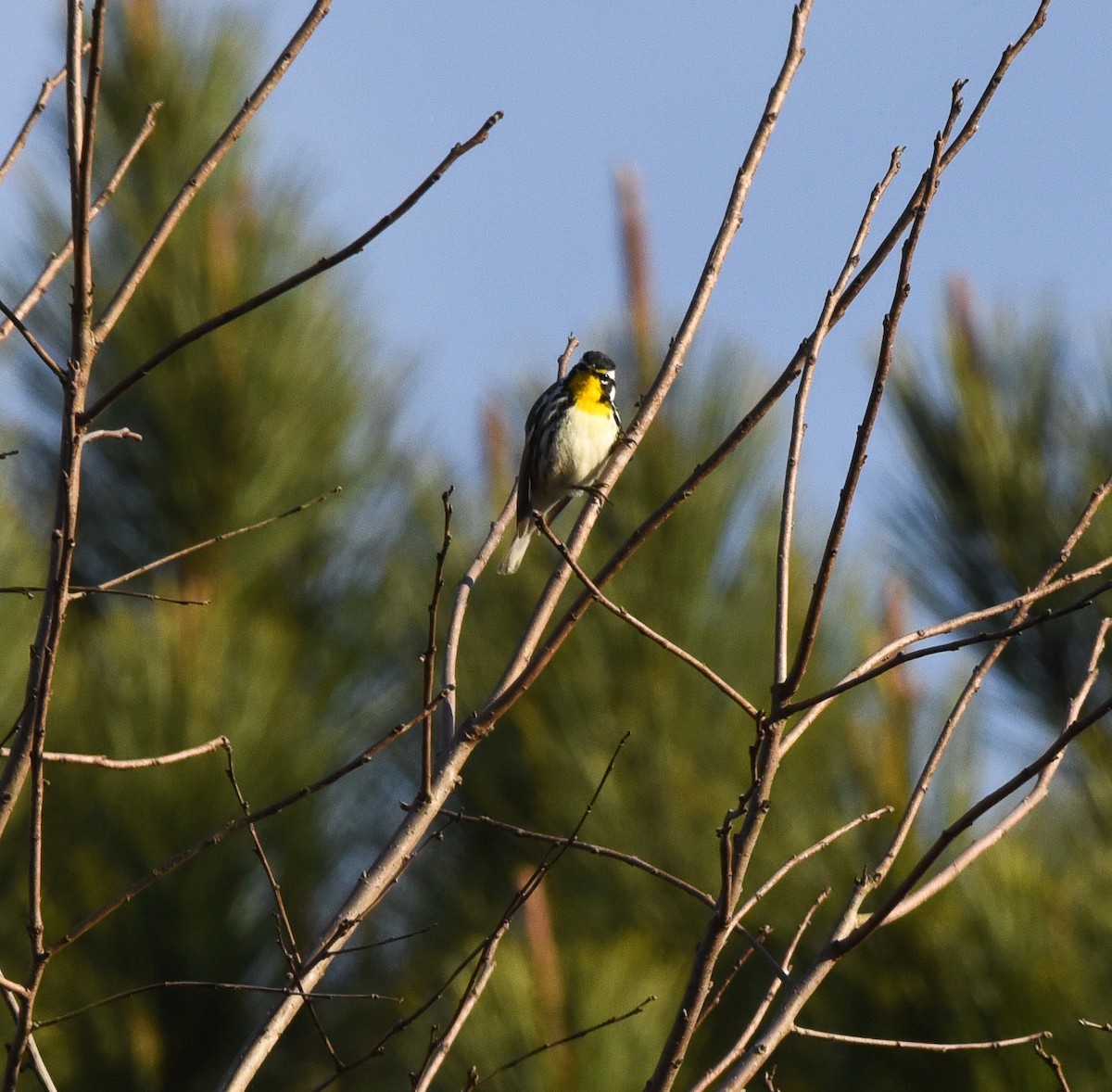 Yellow-throated Warbler - ML145621731