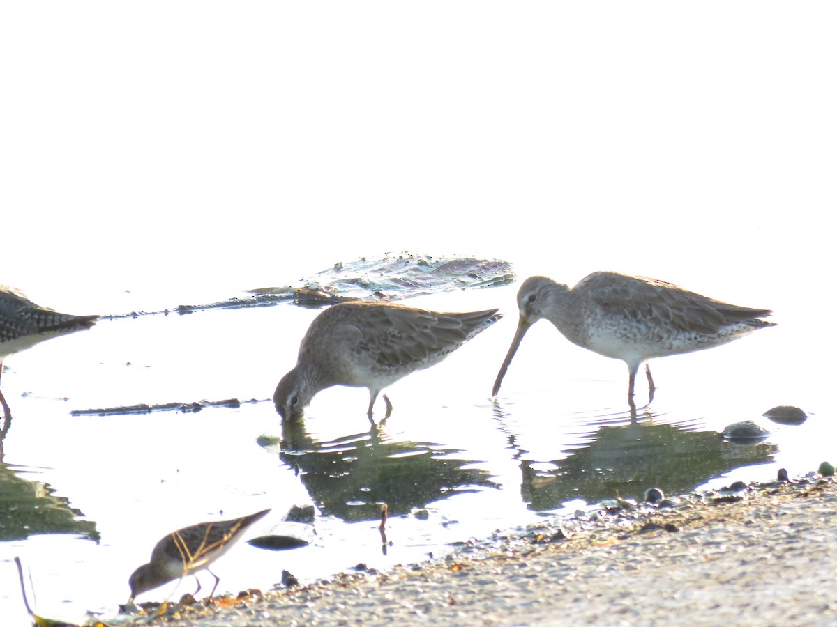Long-billed Dowitcher - ML145622661